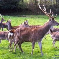 Sika Deer